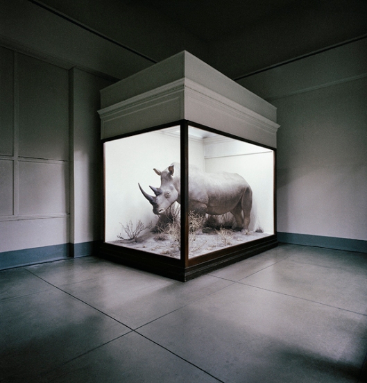 Rhino, Field Museum, Chicago, Illinois, USA, 1981